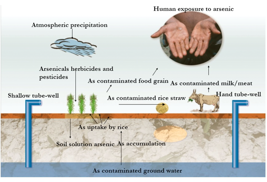 arsenic cycle