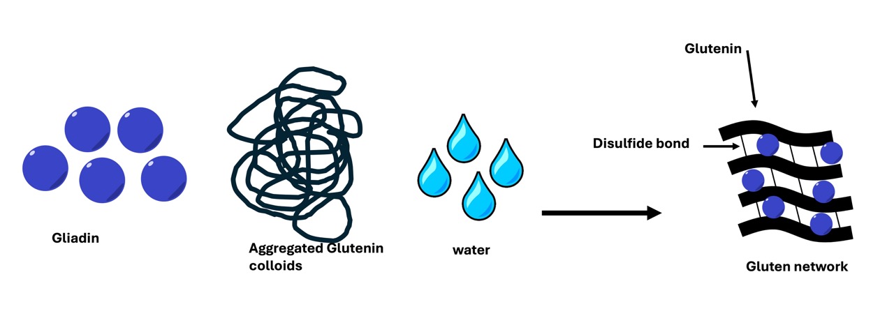 Schematic of gluten formation