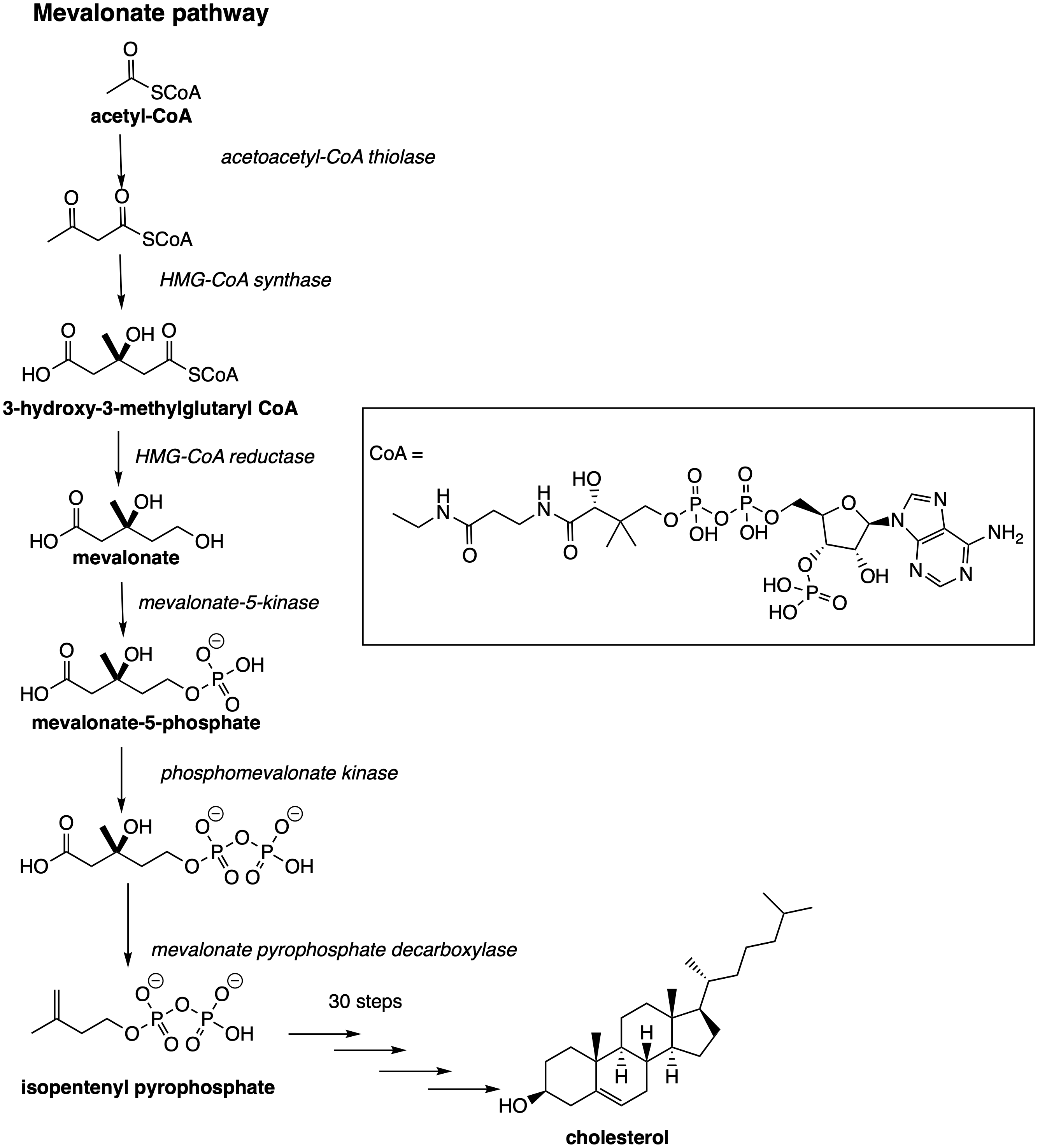 Biosynthesis