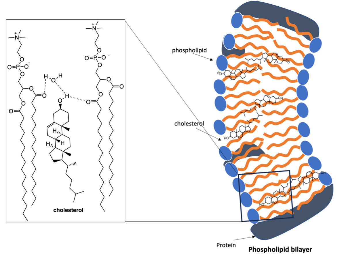 structure in the cell membrane