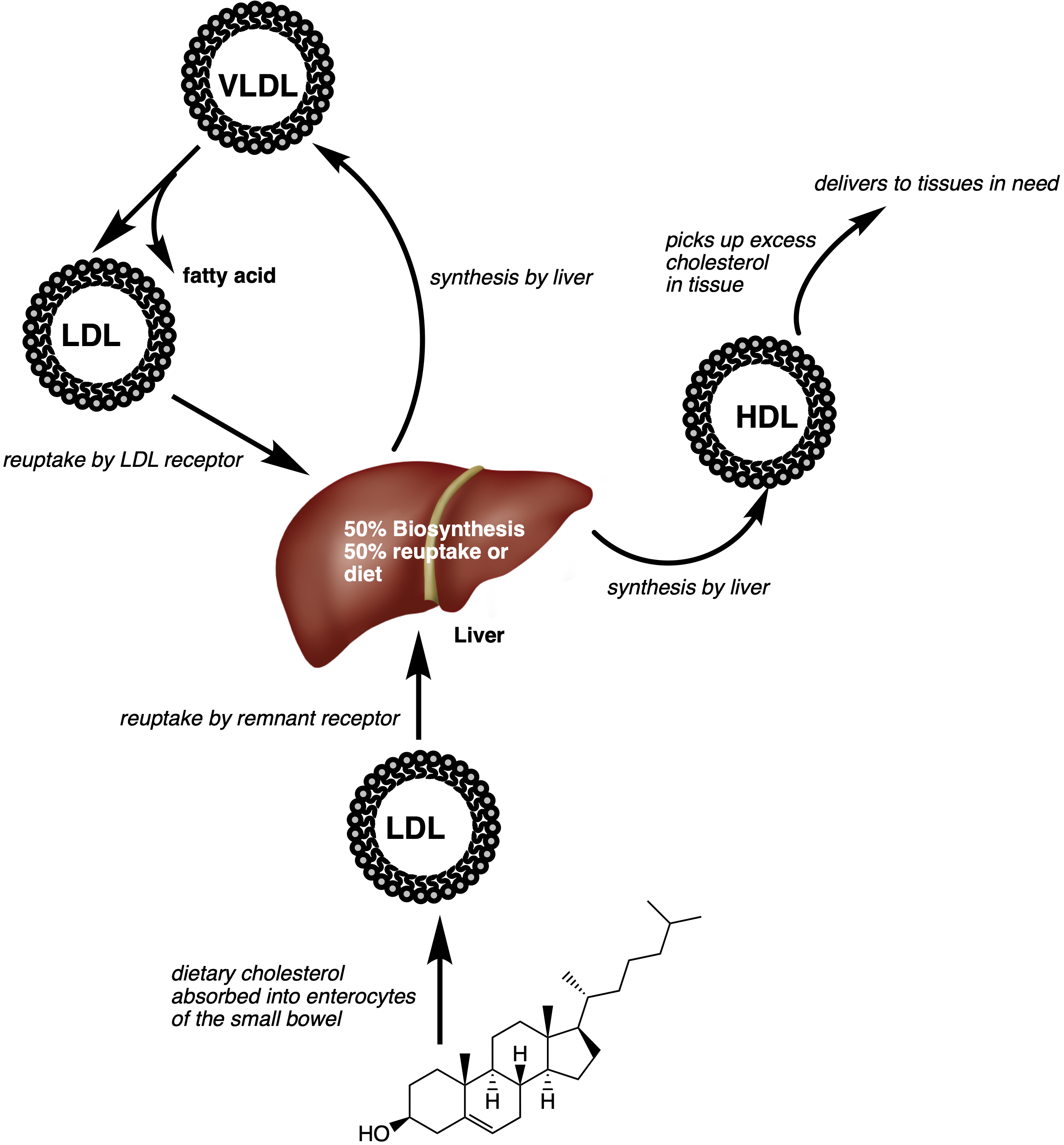 Cholesterol transport