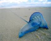 Bluebottles are so cool